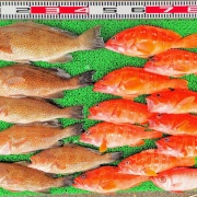 2026年8月1日　釣果