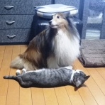 ボルゾイな生活