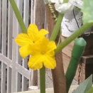 胡瓜の花と‥チキンHBと完熟トマトのサンドイッチで朝食。