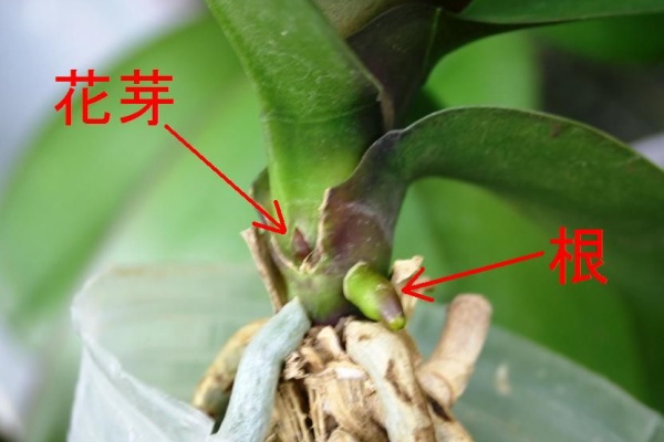 ランと遊ぶ 胡蝶蘭