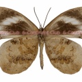 アンコンアシナガシジミ♀ (西・半島部タイ) Miletus ancon ancon