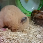 ８匹の小人たち(＋4)
