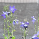 雨に濡れるキキョウ