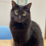 『まろくん お怪我する』の画像