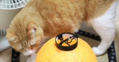 ハロウィンの提灯と猫。
