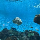 いおワールド鹿児島水族館３１
