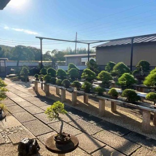 雨竹 盆栽 水石 便り