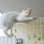 ネコ好きだけで暮らす村を創る