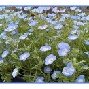 ベイビーブルーアイズ（赤ちゃんの青い瞳）