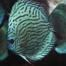 カッコイイディスカス出来ました！I made some cool discus!