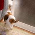 猫に小判を与えたら。 埋蔵金：千八百七拾八両　またかぁ・・・。　でぇ、お前ぇはぁ？
