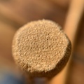 太鼓のバチが藤の蔓（つる）、本当？