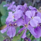 オオアラセイトウ