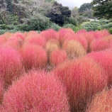 『【マンション大規模修繕】鉄部塗装の臭い / 国営昭和記念公園のコキア』の画像