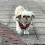 ふー と 菜種 の夢日記