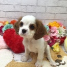 とっても可愛いキャバリアちゃん🤍