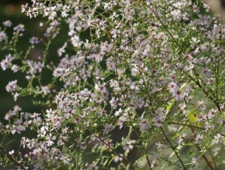 【ガーデニング】今シーズン最後の花々がまぶしくて！
