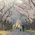 2025年東京の桜開花宣言！春の訪れを感じる瞬間