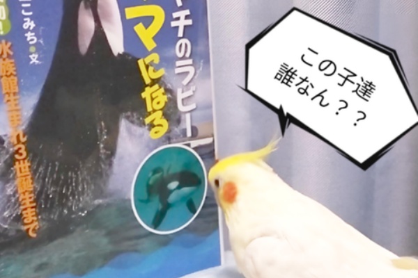 【中古】 インコとあそぼう １/あおば出版/アンソロジー 中古】 インコ倶楽部 1/あおば出版/アンソロジーの通販 by