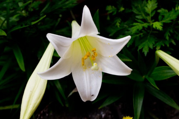 葬儀の花は持ち帰ってもよいのでしょうか は行 花の持ち帰り 実際にある葬儀屋さんへの問合せ