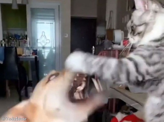 大ゲンカしてるように見える猫と犬だけど…実は大の仲良し