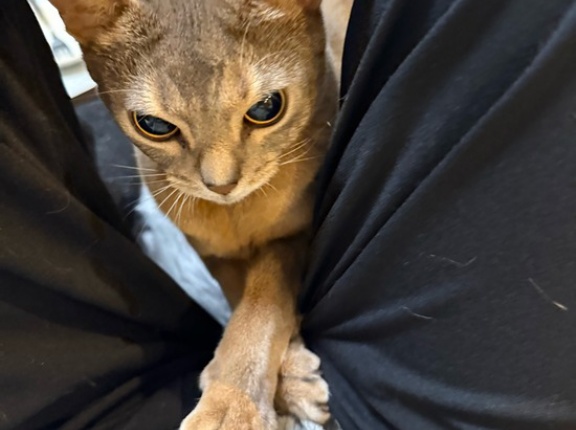 股をこじ開けて手が出てくる