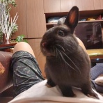 白うさぎレオちゃん