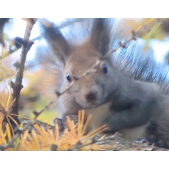 オークラ東京ベイのモーニング　真夏のTDR＆ディズニーオンアイスを楽しむ2025夏休みその13