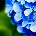 紫陽花の青