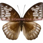 京大蝶研六大陸クラブのTropical Delights