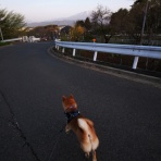 柴わんこと暮らす日々