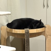 【猫写真】くつろぎ方で黒猫を見分ける