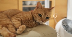 オットマンを猫に取られた…