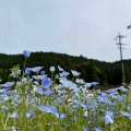 4月30日　ネモフィラ