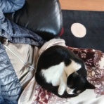 ボルゾイな生活