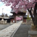 妙林寺の河津桜まつり