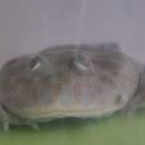 オタマから育てたバジェットガエル