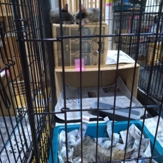 NPO犬猫みなしご救援隊・代表ブログ・みなしご庵へようこそ
