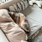 枕を縦に使うぼくちん