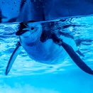 　水族館のペンギンたち