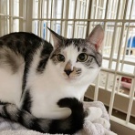 東京キャットガーディアンシェルター日記