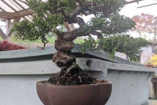 続・盆栽擬き日記 - 真柏