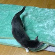 隠れることが大好きな大きな猫