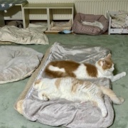 食欲不振のこゆきに寄り添うメルシー