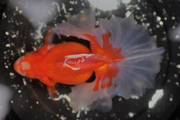 土佐錦魚の土佐の里