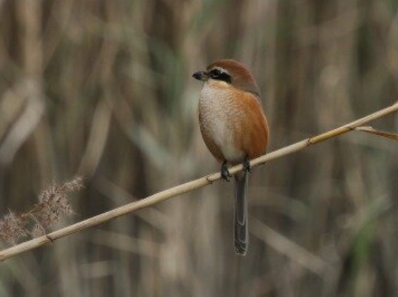2025年11月18日の野鳥公園