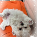 神奈川県海老名市　ペットショップ　ワンラブ　ららぽーと海老名店ブログ