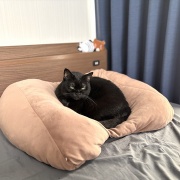 【猫写真】アゴ置きはあったほうがいい