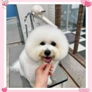 ビションフリーゼ SC サニーくん 横須賀店 木村