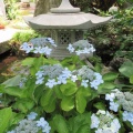 大慈寺の紫陽花　3
